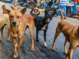 thebengalpost.net