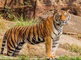 thebengalpost.net
