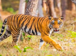 thebengalpost.net